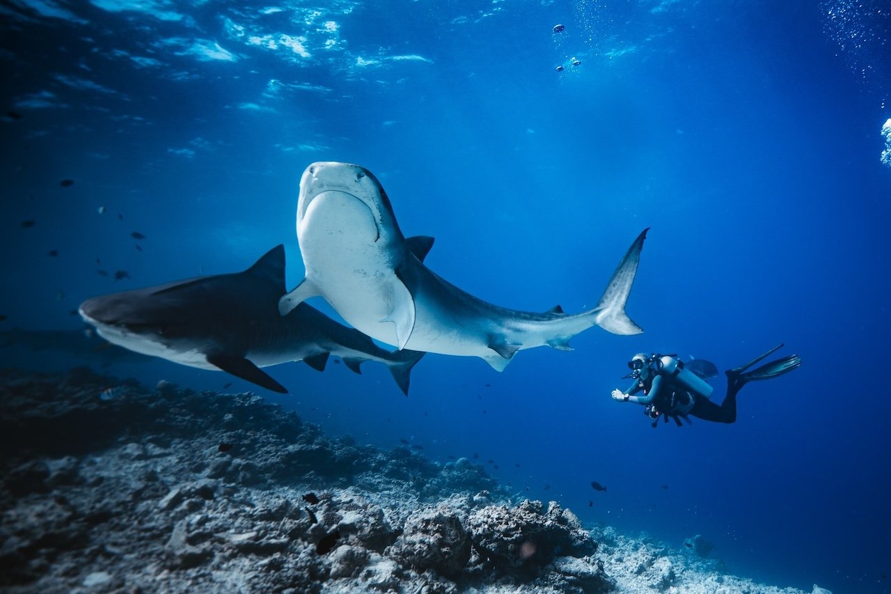 Top 3 Dive Centers from Fuvahmulah
