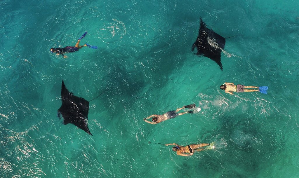 Maldives Travel Guide 2025: Your Ultimate Paradise Experience - Snorkelling with Mantas at Baa Atoll.